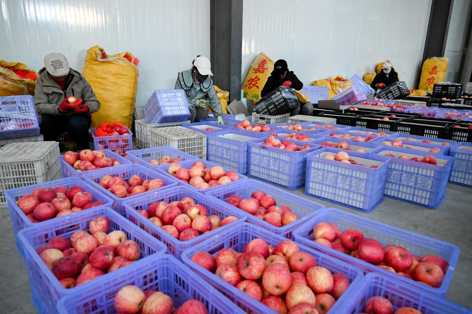 【攝影報(bào)道】慶城縣白馬鎮(zhèn)：冬日“蘋(píng)果銀行”儲(chǔ)銷(xiāo)忙