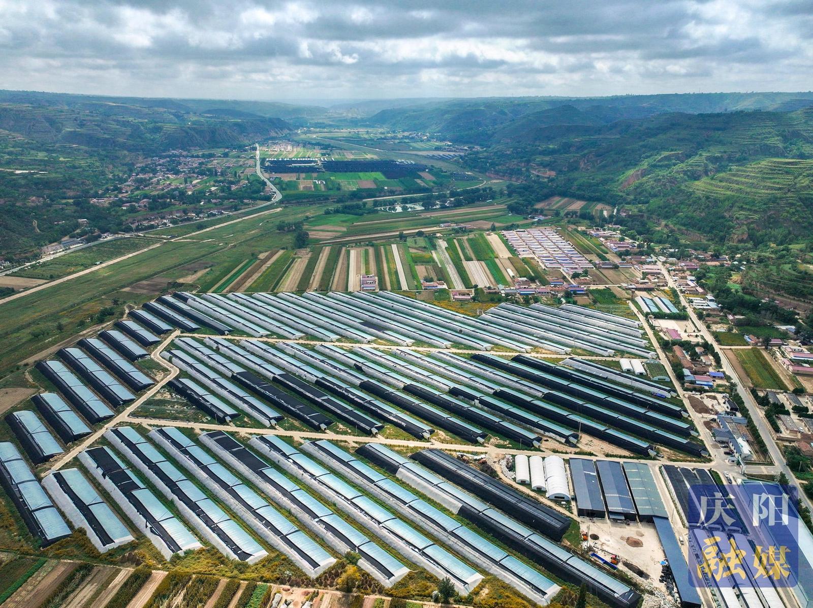 非凡“十四五” 奮進新慶陽|建好新時代“隴東糧倉” ——慶陽市“十四五”時期農(nóng)業(yè)農(nóng)村高質(zhì)量發(fā)展綜述